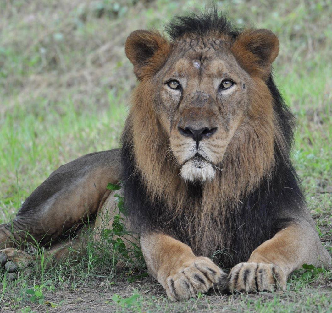 Etawah Lion Safari Park