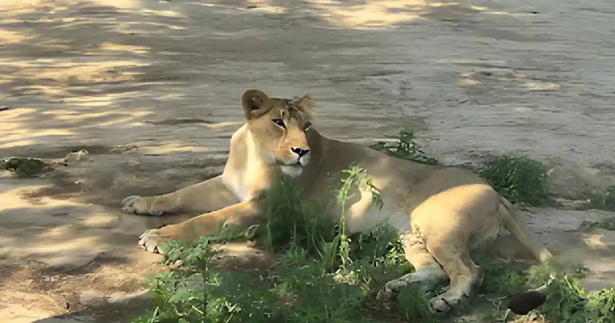 Etawah Lion Safari Park