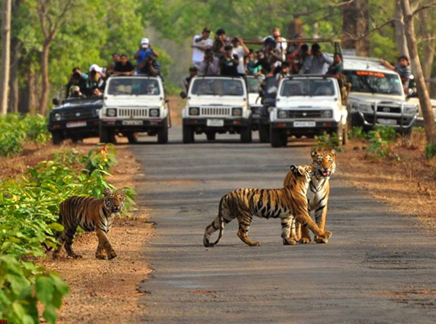 Bandipur National park 