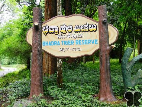 Bhadra wildlife sanctuary 