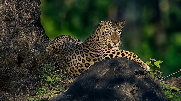 Bhadra wildlife sanctuary 