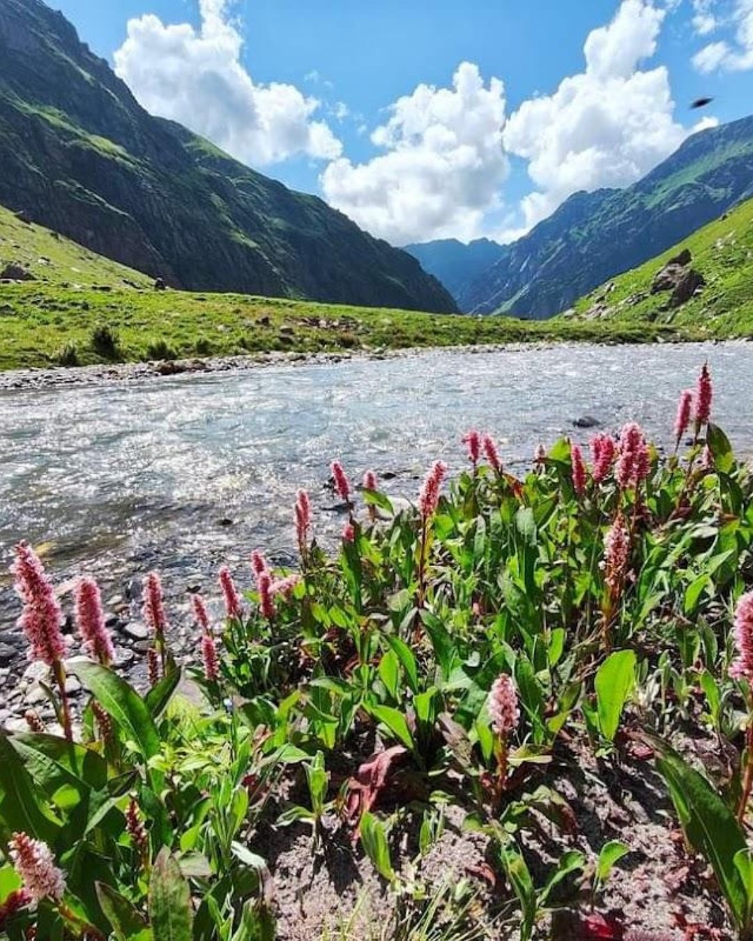 Alpine Meadows | Pinaak